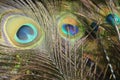 ÃÂ The Indian peacock has iridescent blue and green plumage, mostly metallic blue and green.